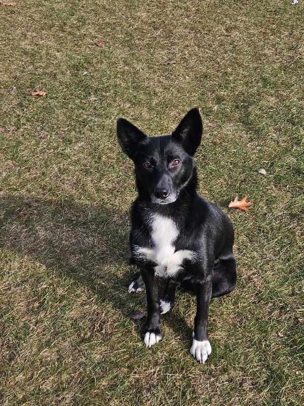 Skittles, Adoptable, Adult Female Border Collie & Mixed Breed.