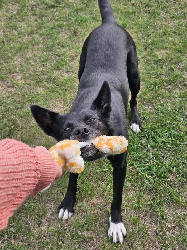Enlarge Skittles, a Adoptable mixed breed in Athens, ON image 2/6