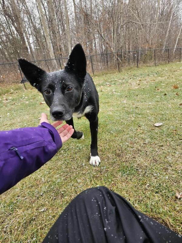 Skittles, Adoptable, Adult Female Mixed Breed.