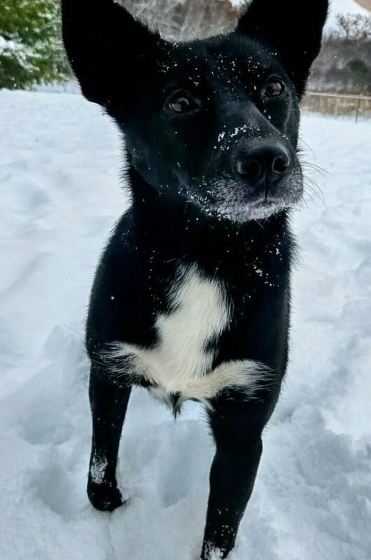 Enlarge Skittles, a Adoptable mixed breed in Athens, ON image 3/6