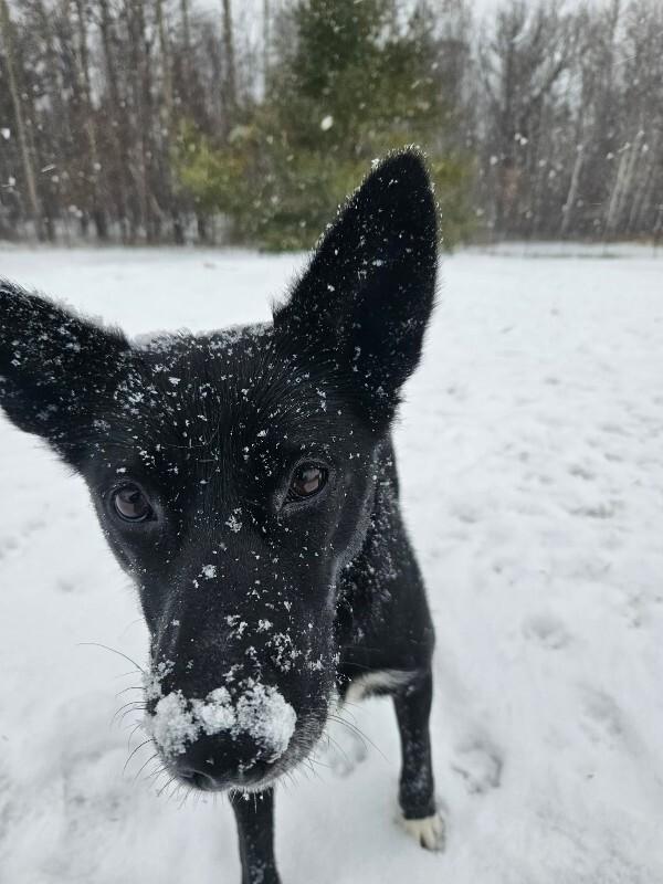 Enlarge Skittles, a Adoptable Mixed Breed in Athens, ON image 4/6