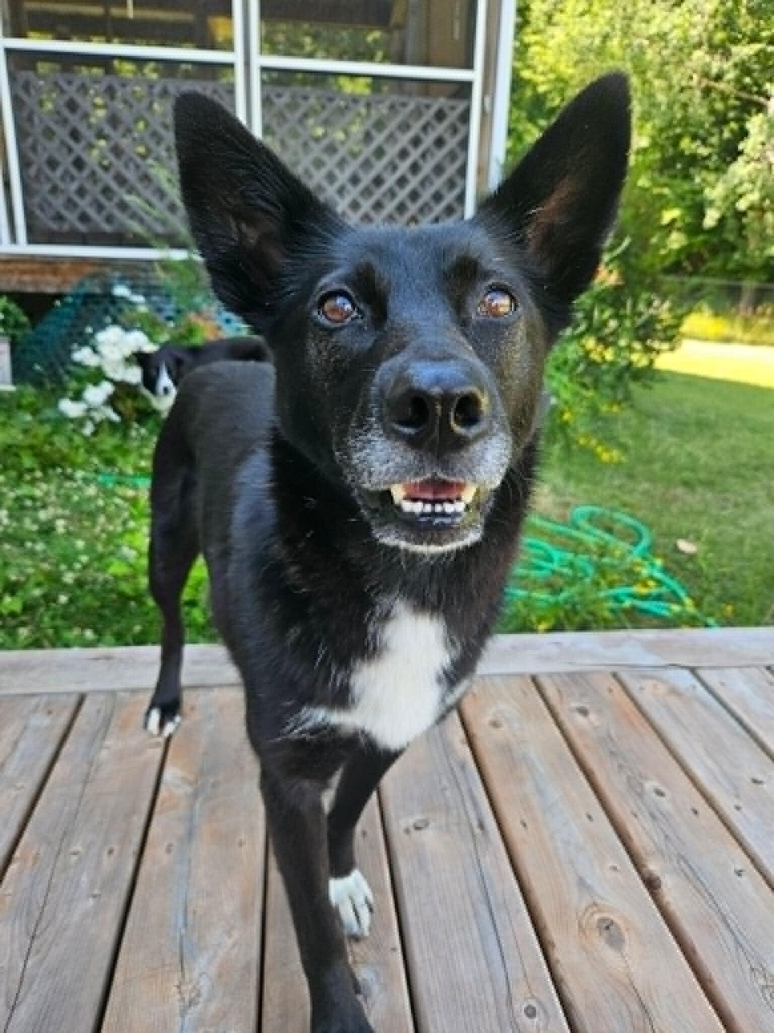 Enlarge Skittles, a Adoptable Mixed Breed in Athens, ON image 1/6