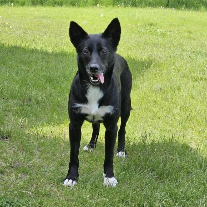 Enlarge Skittles, a Adoptable mixed breed in Athens, ON image 4/6