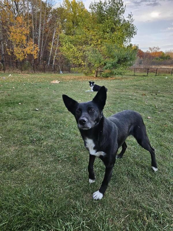 Enlarge Skittles, a Adoptable Mixed Breed in Athens, ON image 3/6