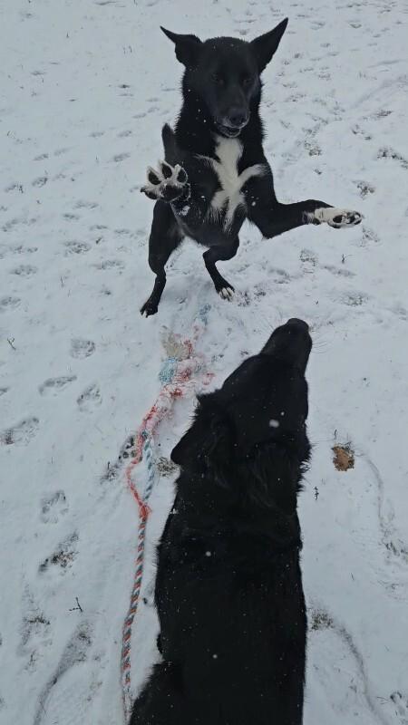 Enlarge Skittles, a Adoptable mixed breed in Athens, ON image 5/6