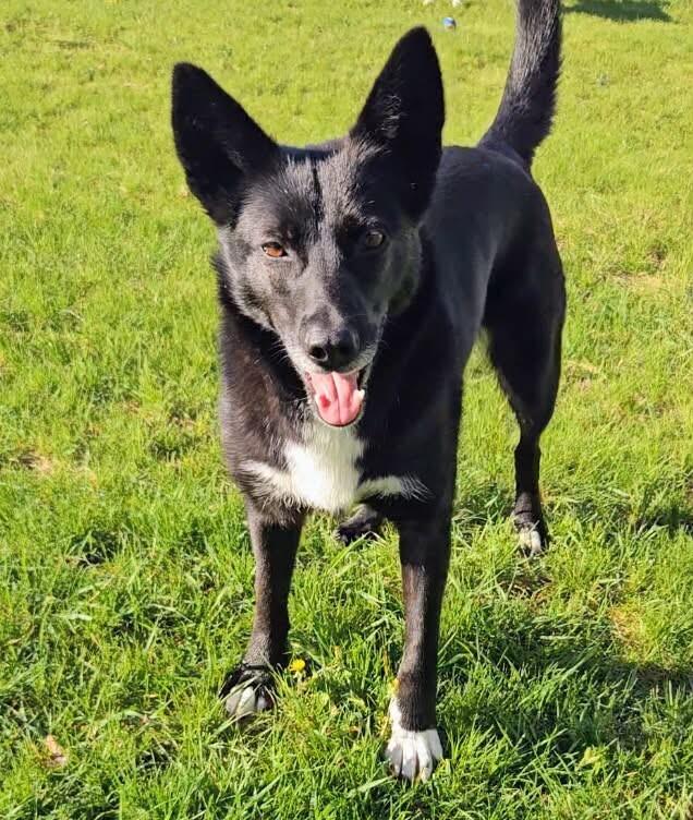 Enlarge Skittles, a Adoptable Mixed Breed in Athens, ON image 5/6