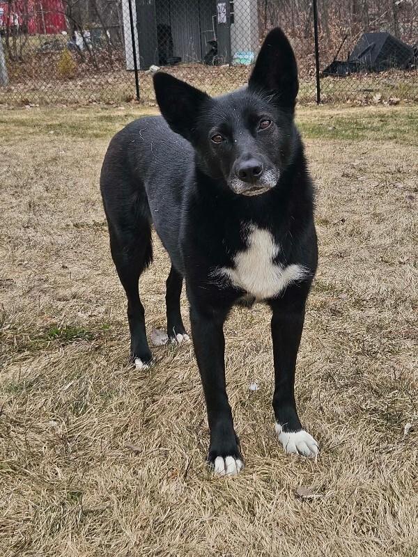 Enlarge Skittles, a Adoptable Mixed Breed in Athens, ON image 6/6
