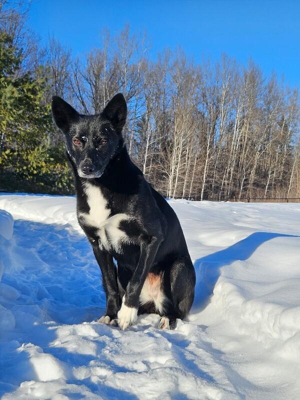Enlarge Skittles, a Adoptable Mixed Breed in Athens, ON image 4/6