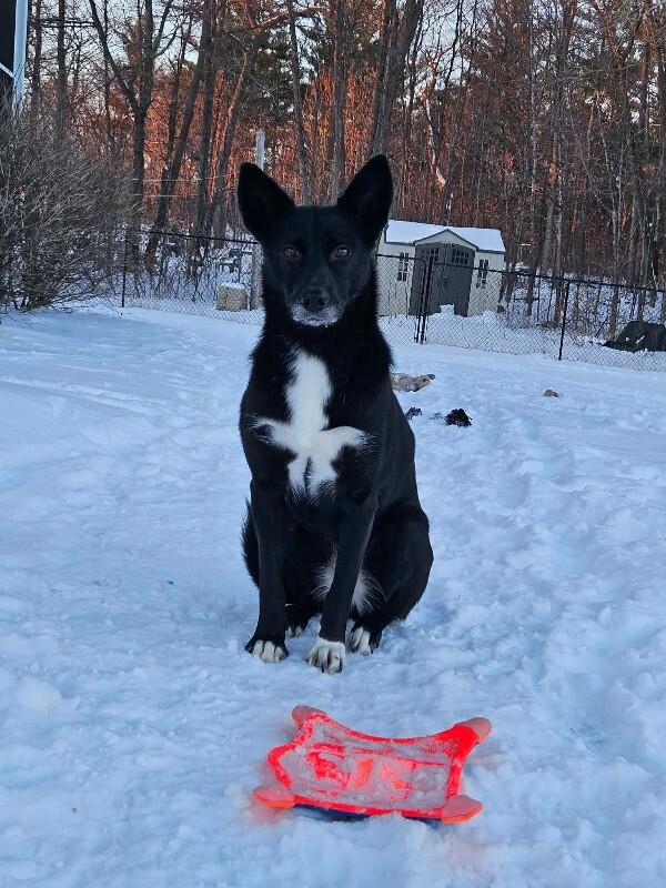 Enlarge Skittles, a Adoptable Mixed Breed in Athens, ON image 5/6