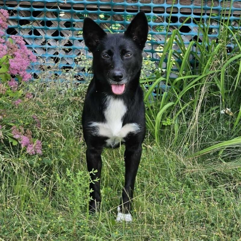 Enlarge Skittles, a Adoptable mixed breed in Athens, ON image 6/6