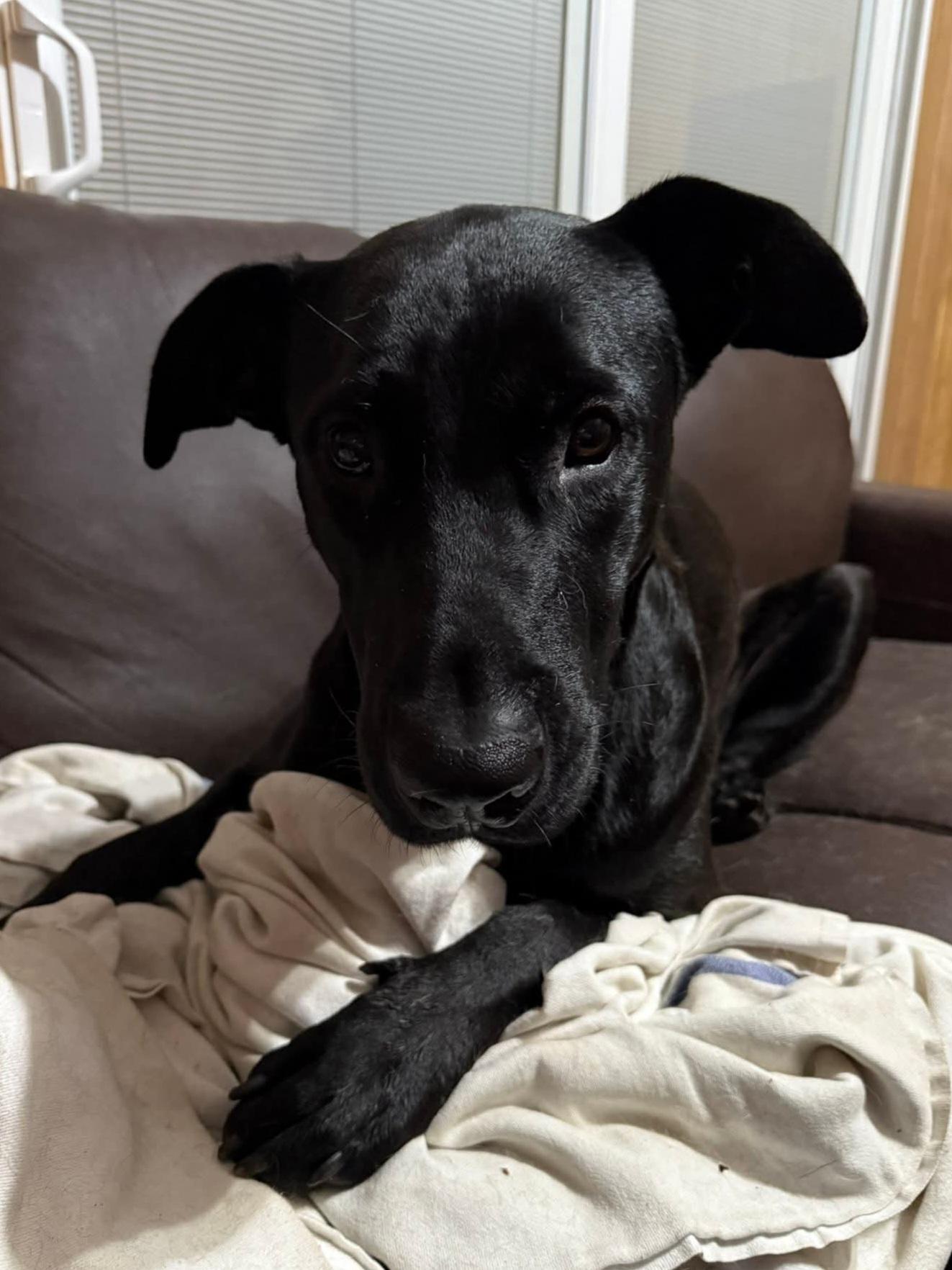 Enlarge Boyd, a Adoptable mixed breed in Vancouver , WA image 5/6