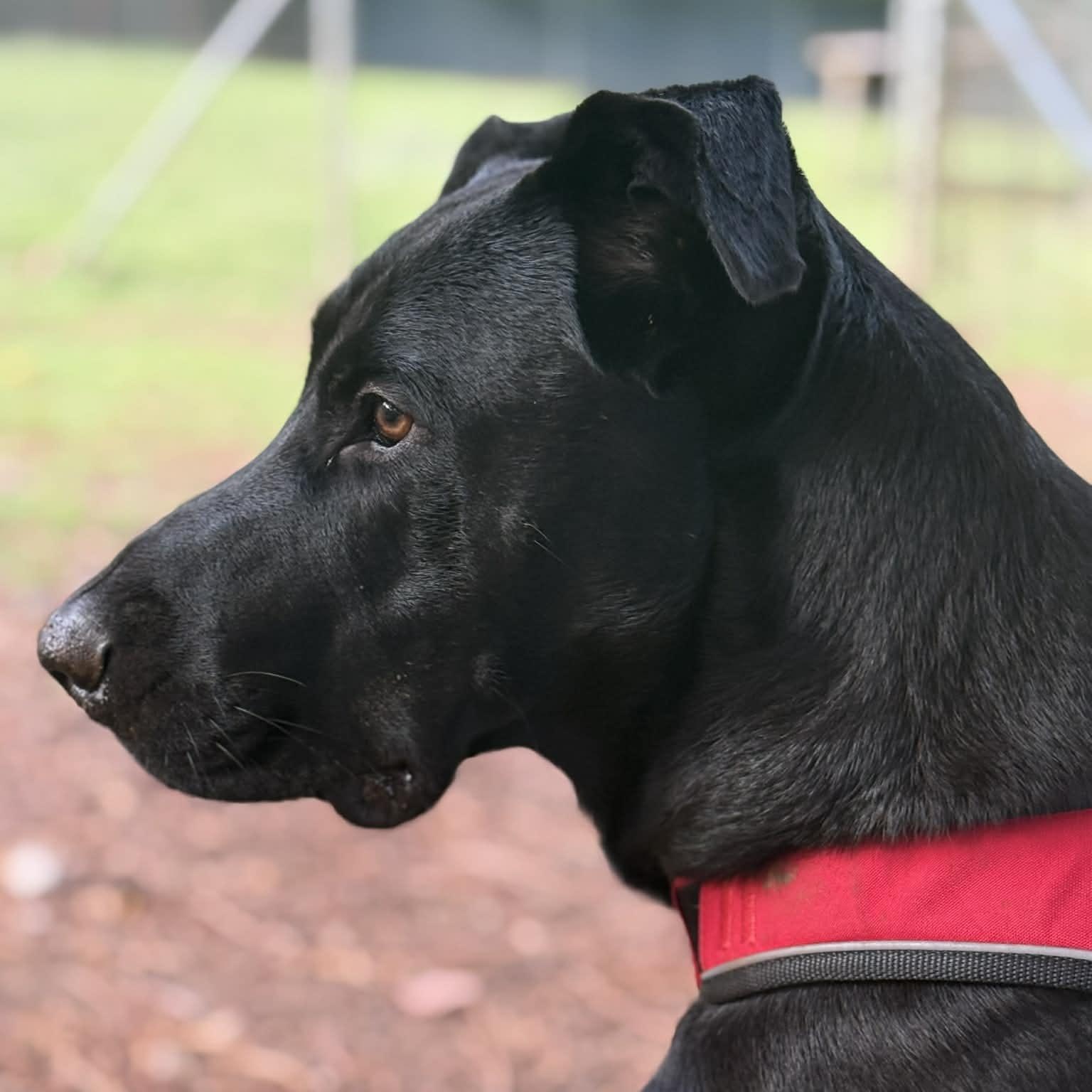 Enlarge Boyd, a Adoptable mixed breed in Vancouver , WA image 3/6