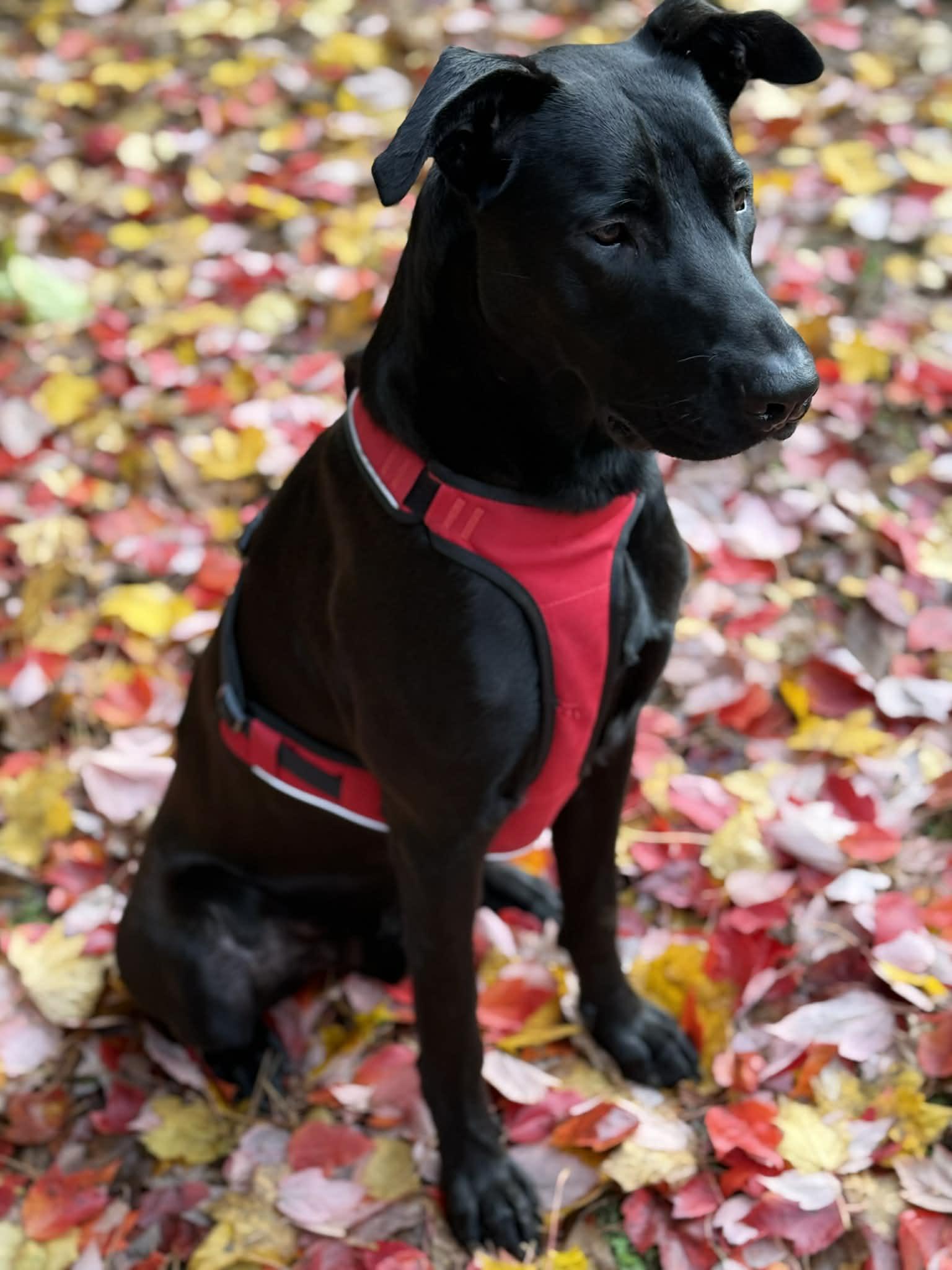 Enlarge Boyd, a Adoptable mixed breed in Vancouver , WA image 4/6