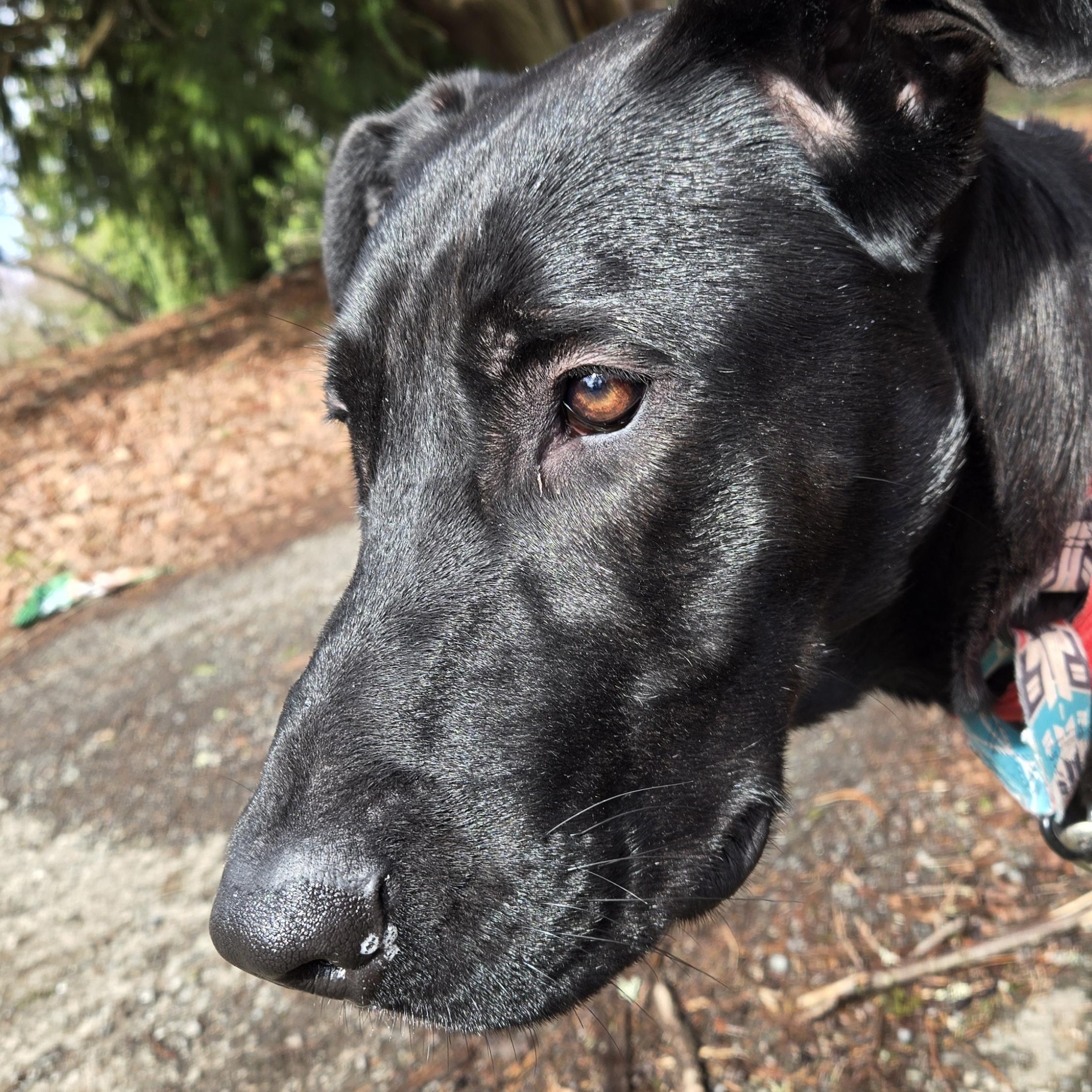Enlarge Boyd, a Adoptable mixed breed in Lake Stevens, WA image 1/6