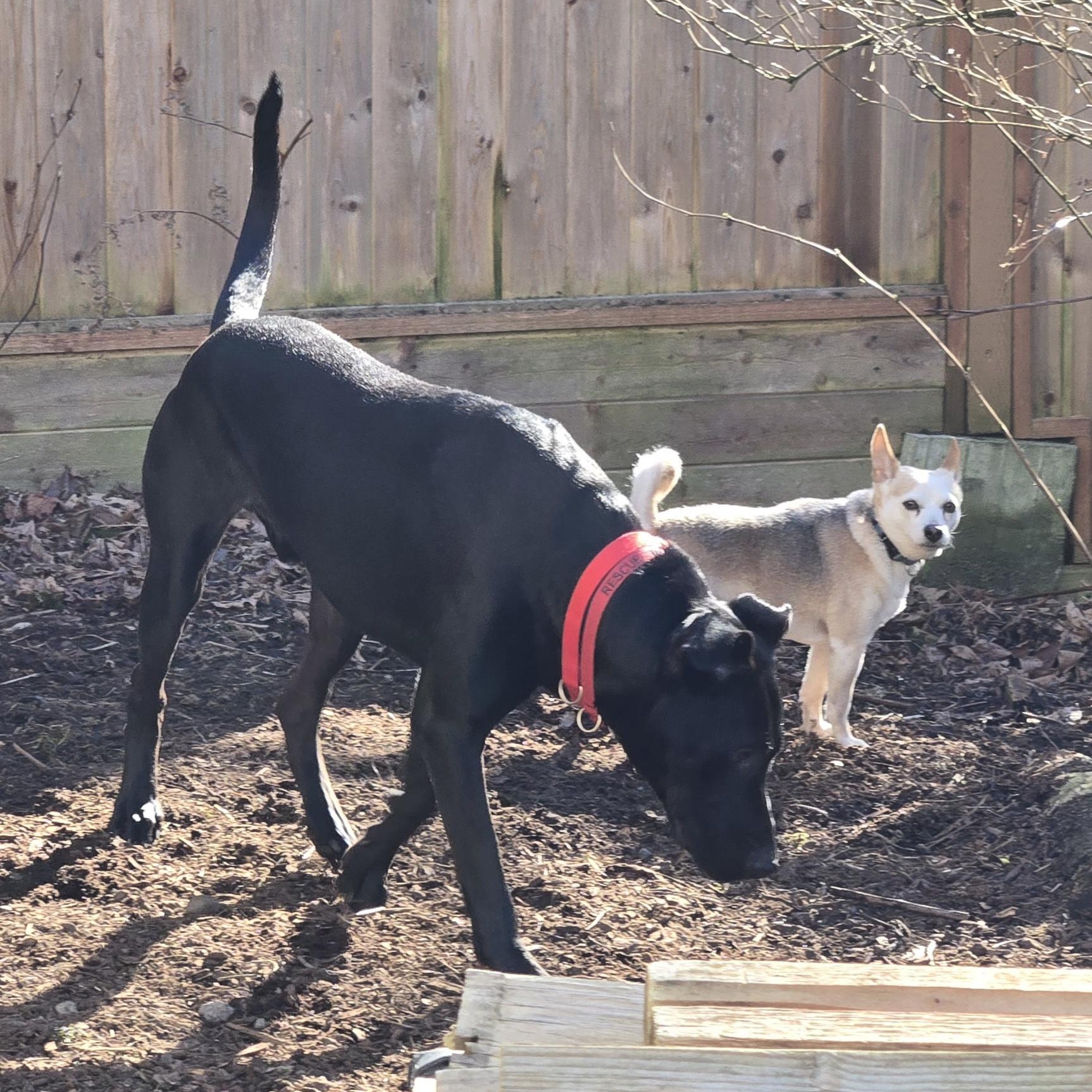 Enlarge Boyd, a Adoptable mixed breed in Lake Stevens, WA image 4/6