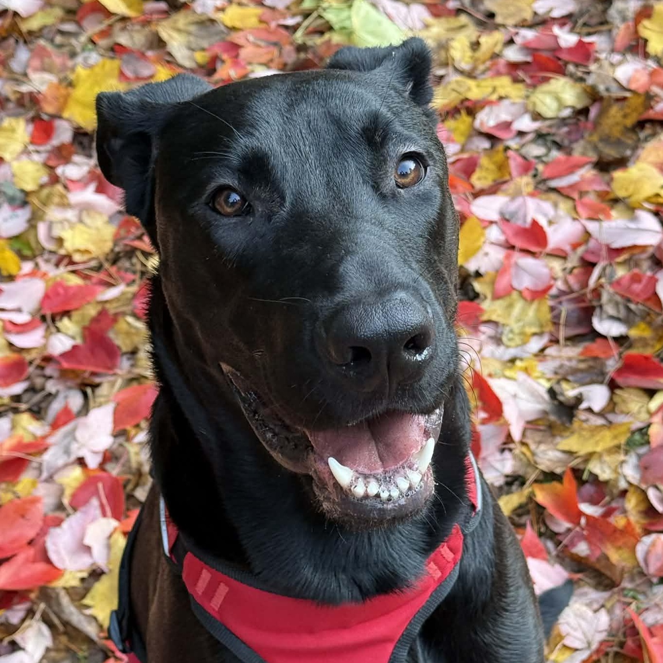 Enlarge Boyd, a Adoptable mixed breed in Vancouver , WA image 1/6