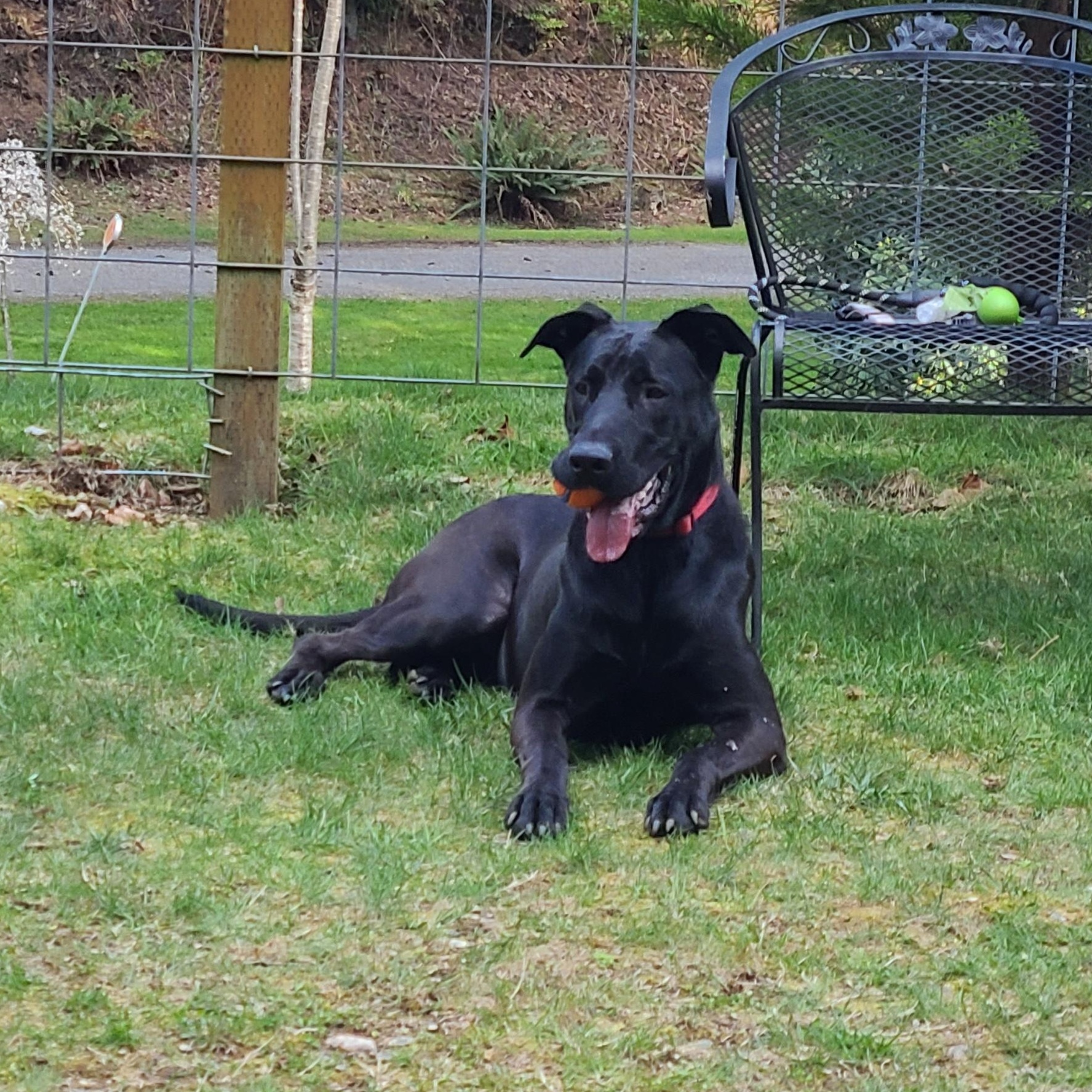 Enlarge Boyd, a Adoptable mixed breed in Lake Stevens, WA image 6/6