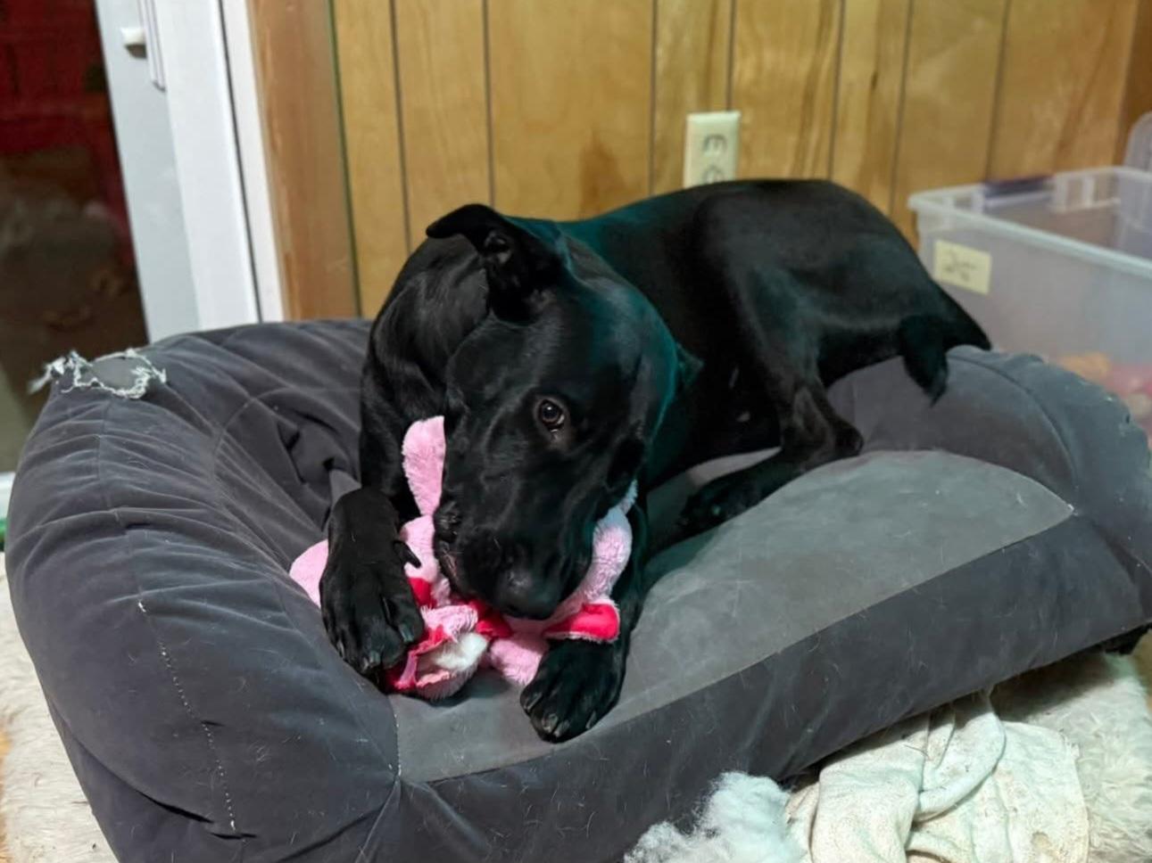 Enlarge Boyd, a Adoptable mixed breed in Vancouver , WA image 6/6