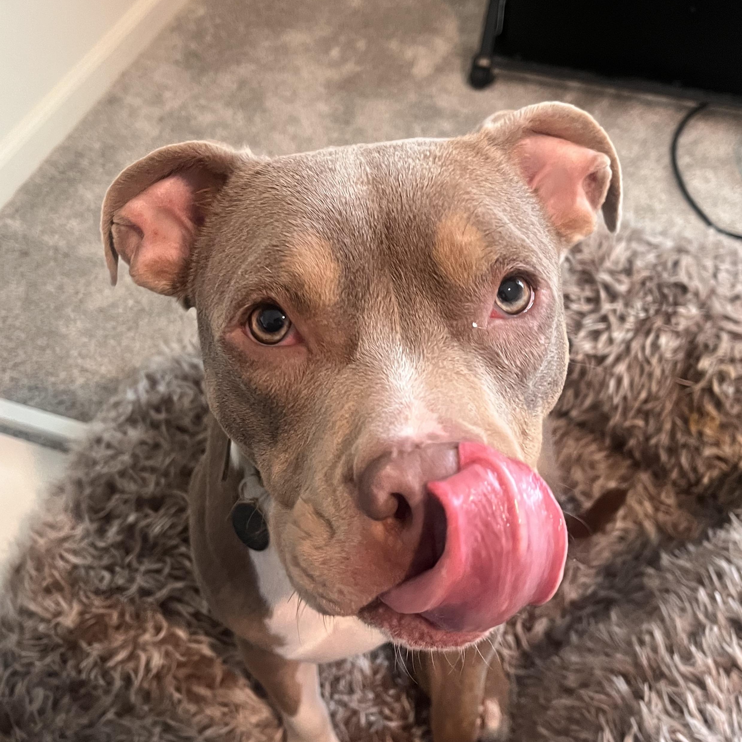 Marzipan, a ADOPTABLE Pit Bull Terrier in Peotone, IL image 2/5