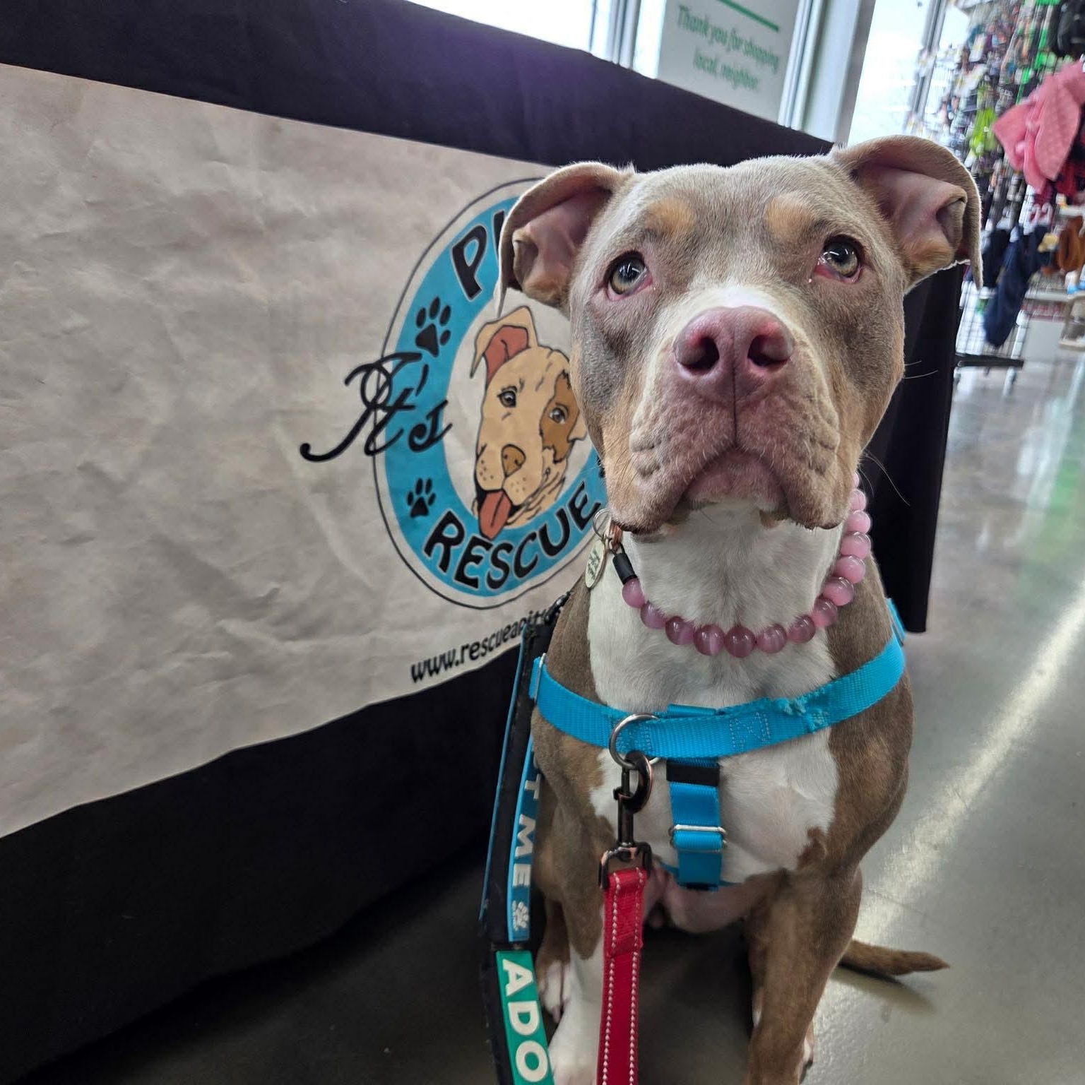 Enlarge Marzipan, an adopted Pit Bull Terrier in Westchester, IL image 2/6