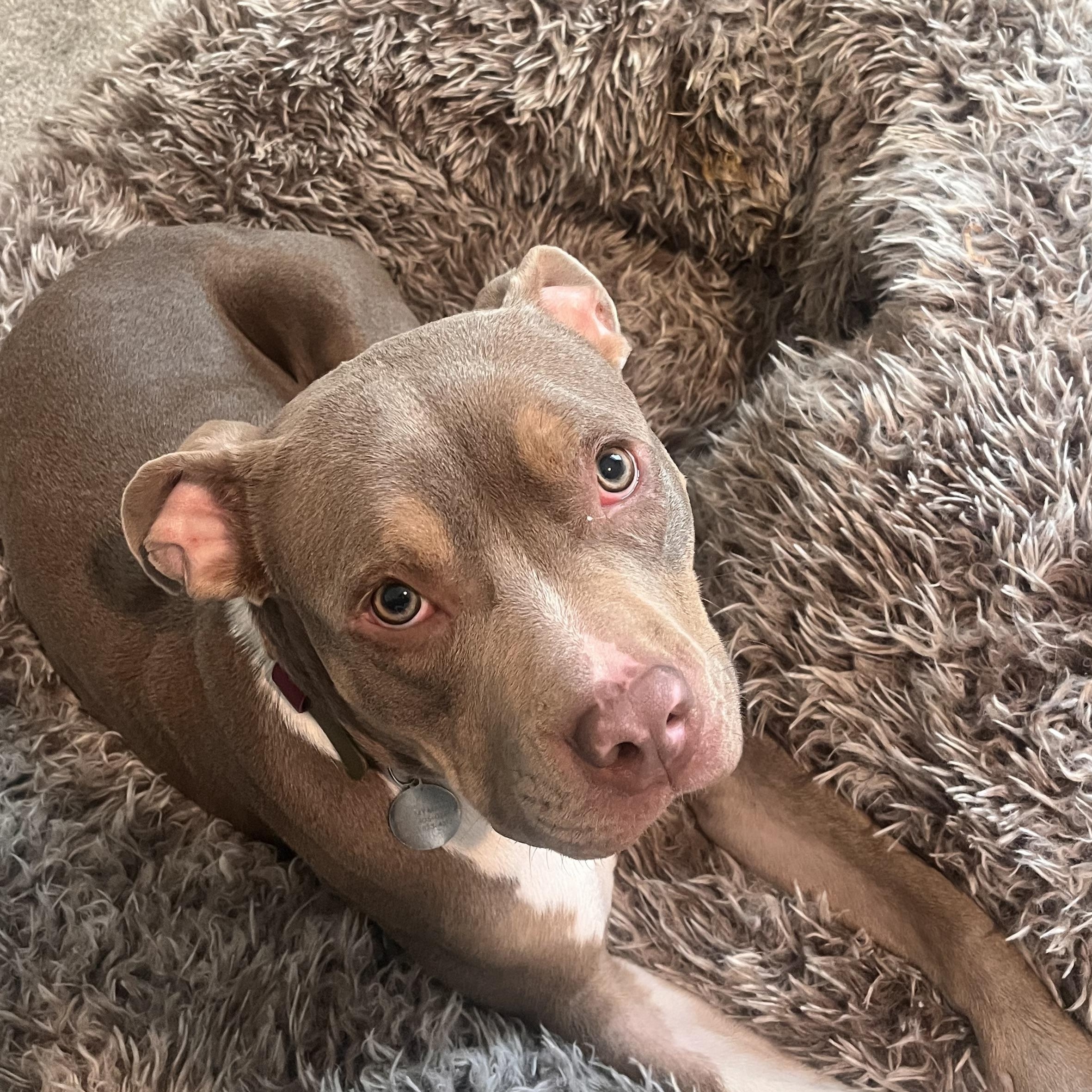 Marzipan, a ADOPTABLE Pit Bull Terrier in Peotone, IL image 1/5