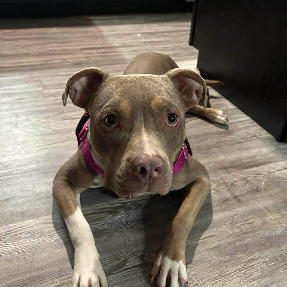 Enlarge Marzipan, an adopted Pit Bull Terrier in Westchester, IL image 5/6