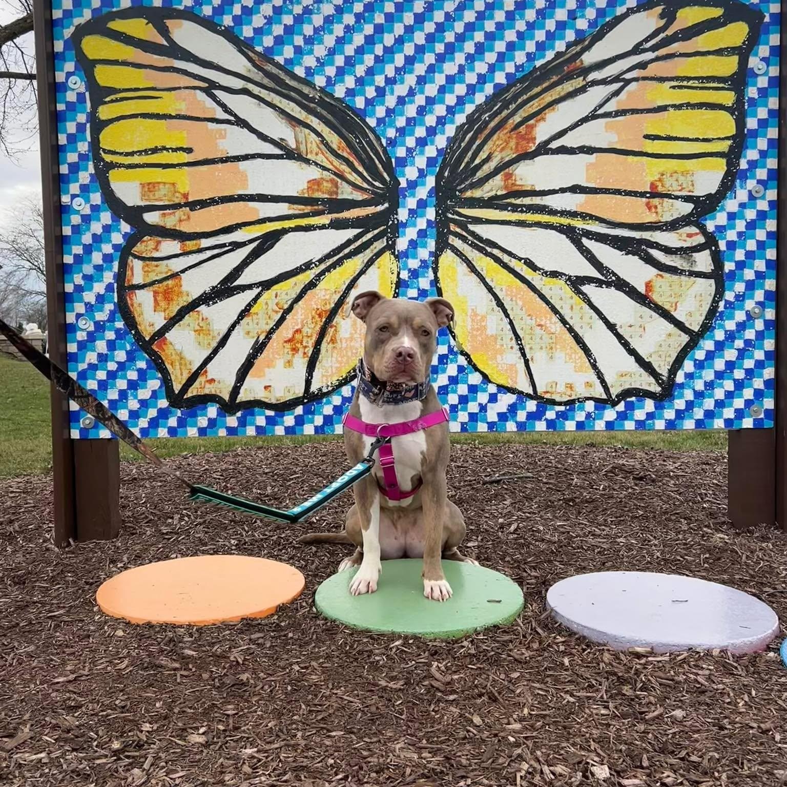 Marzipan, ADOPTABLE, Young Female Pit Bull Terrier.