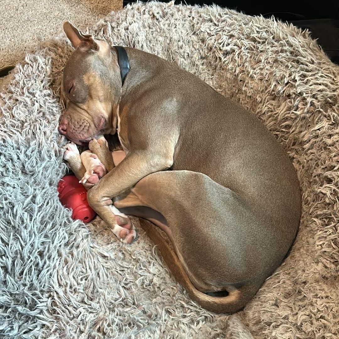 Enlarge Marzipan, an adopted Pit Bull Terrier in Westchester, IL image 6/6