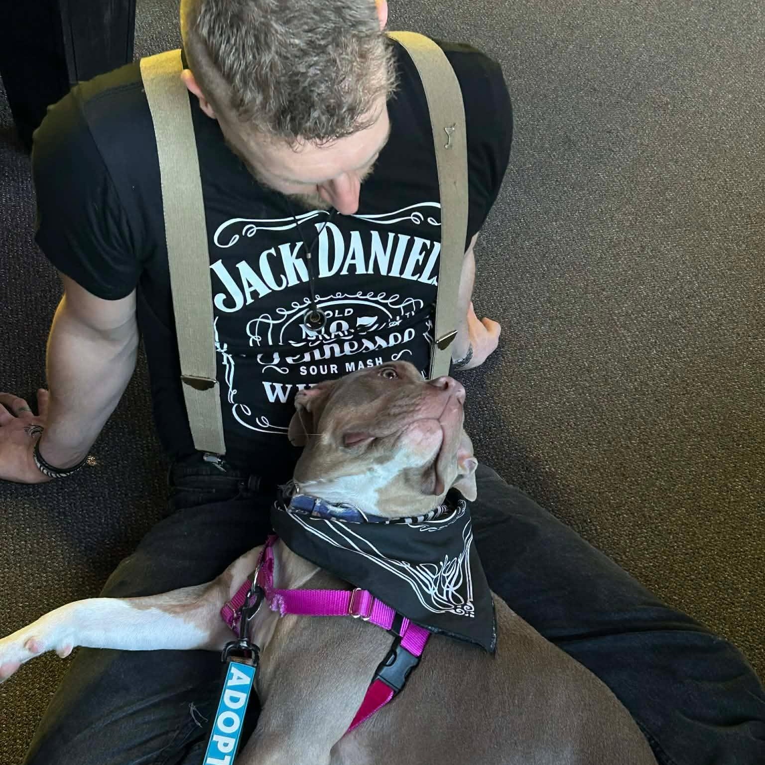 Enlarge Marzipan, an adopted Pit Bull Terrier in Westchester, IL image 3/6