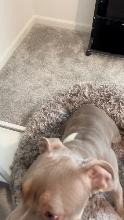 Enlarge Marzipan, a ADOPTABLE Pit Bull Terrier in Peotone, IL video 3/5