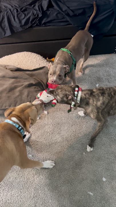 Enlarge Marzipan, a ADOPTABLE Pit Bull Terrier in Peotone, IL video 4/5