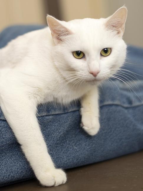 Enlarge Duchess, a ADOPTABLE Domestic Short Hair in Chicago, IL image 2/4