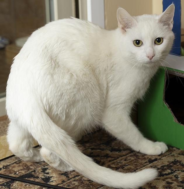 Enlarge Duchess, a ADOPTABLE Domestic Short Hair in Chicago, IL image 3/4