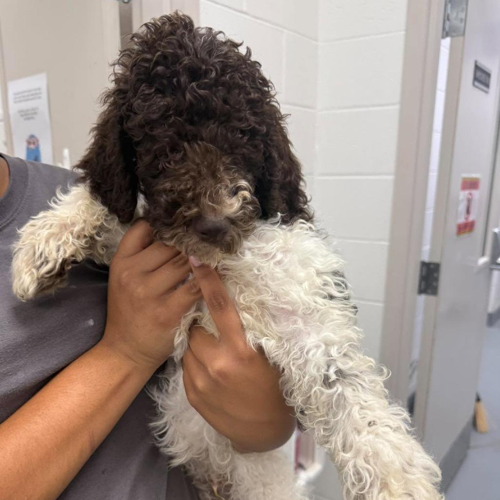 Lucciano, Adoptable, Puppy Male Standard Poodle.