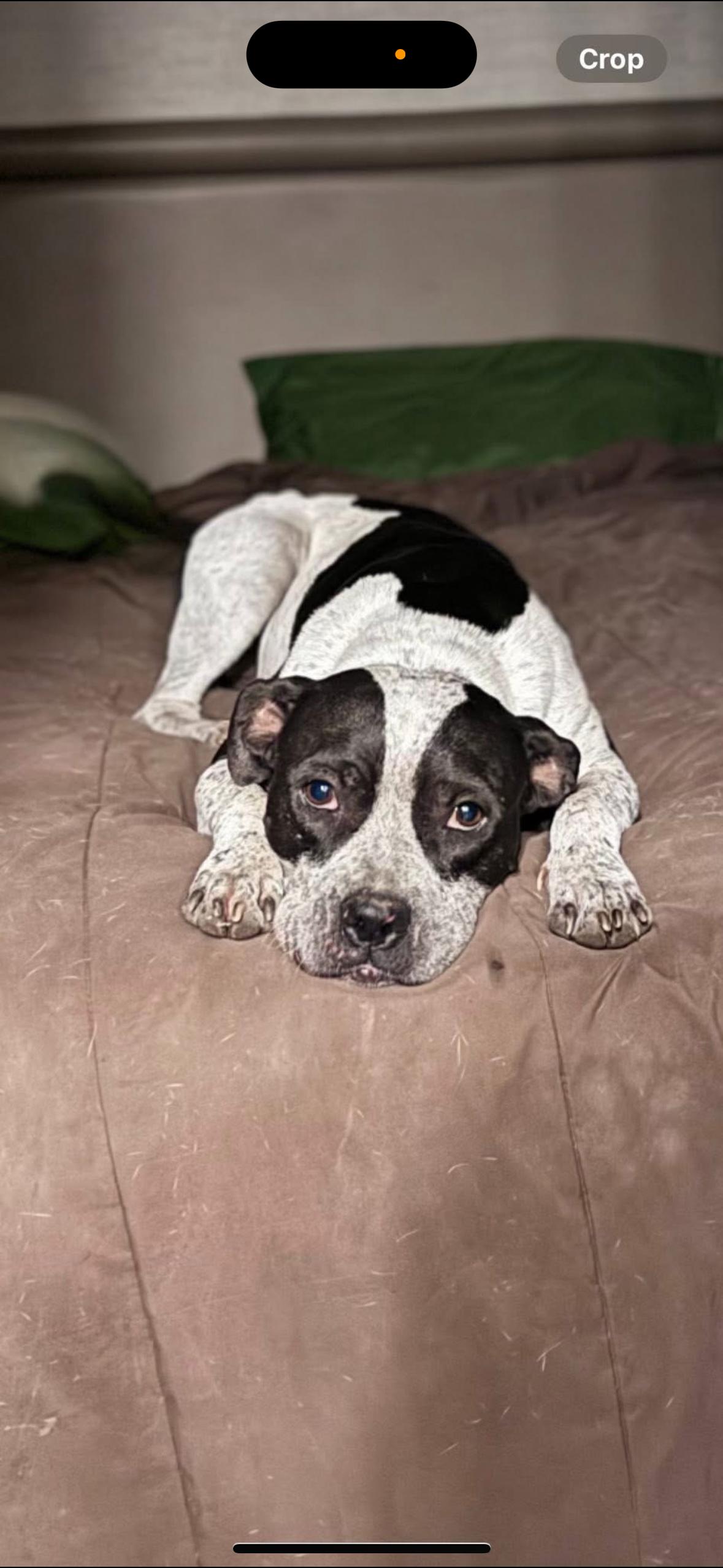 Oreo, Adoptable, Adult Female Mixed Breed.