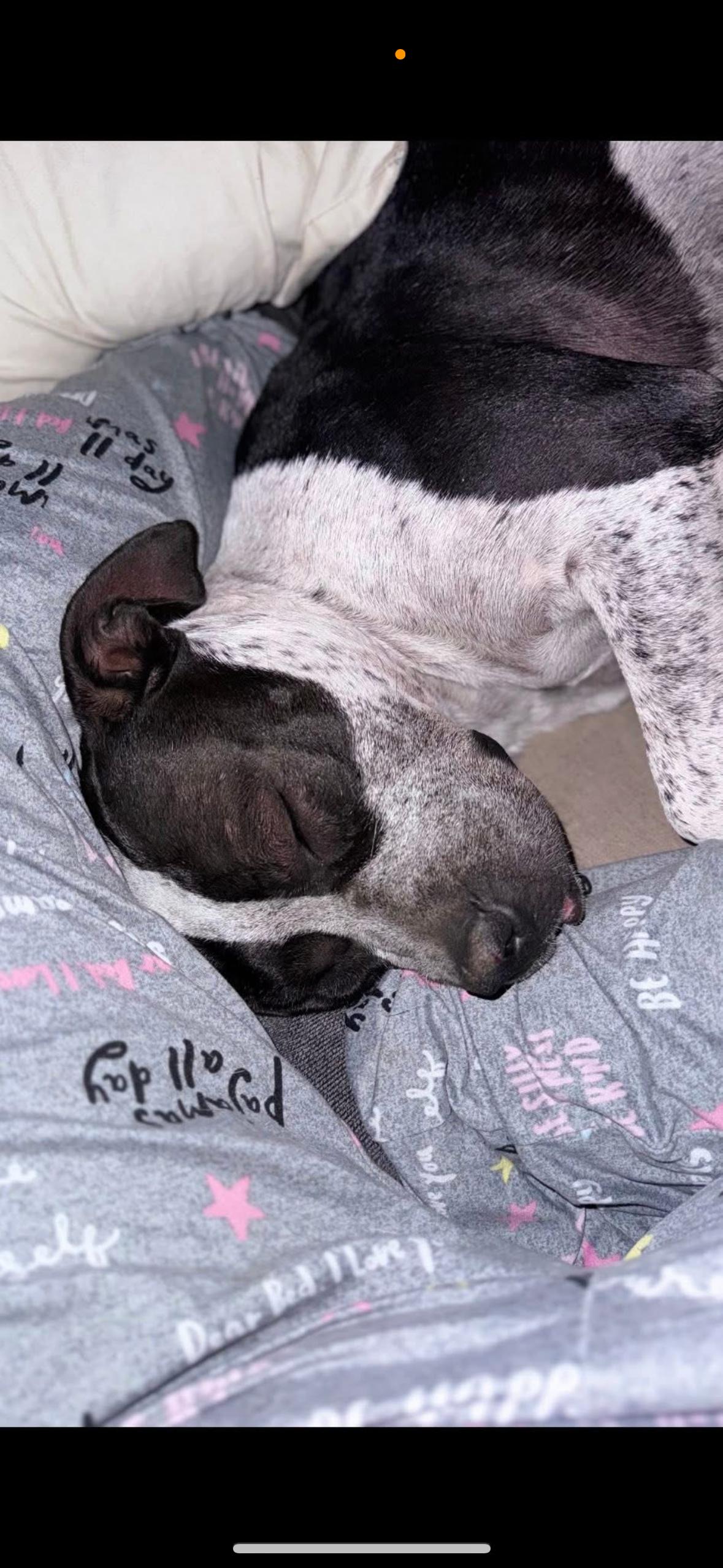 Enlarge Oreo, a Adoptable mixed breed in Magnolia, TX image 3/4