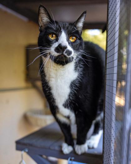 Enlarge Christopher, a Adoptable Domestic Short Hair in El Dorado Hills, CA image 1/1