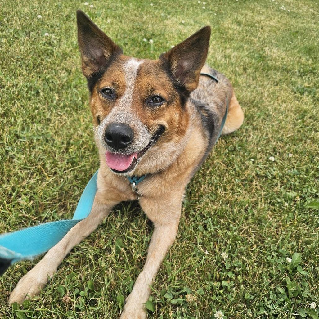 Ginnie, Adoptable, Adult Female Cattle Dog.