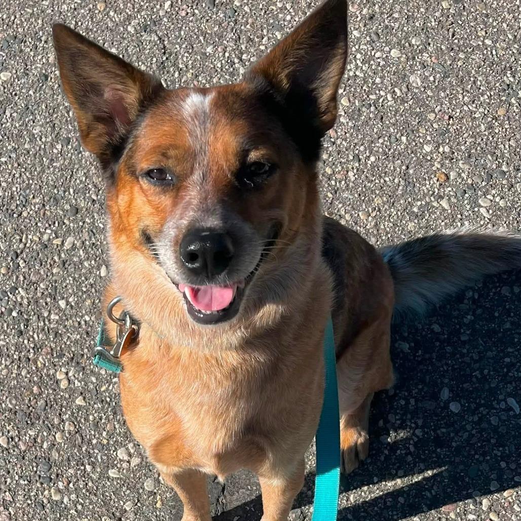 Ginnie, a Adoptable Cattle Dog in Fargo, ND image 2/6