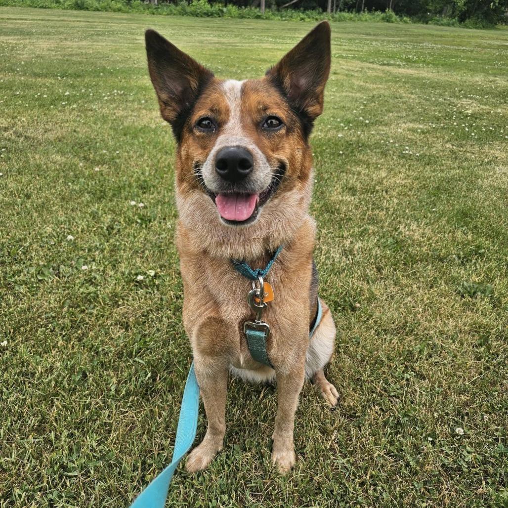 Ginnie, a Adoptable Cattle Dog in Fargo, ND image 3/6