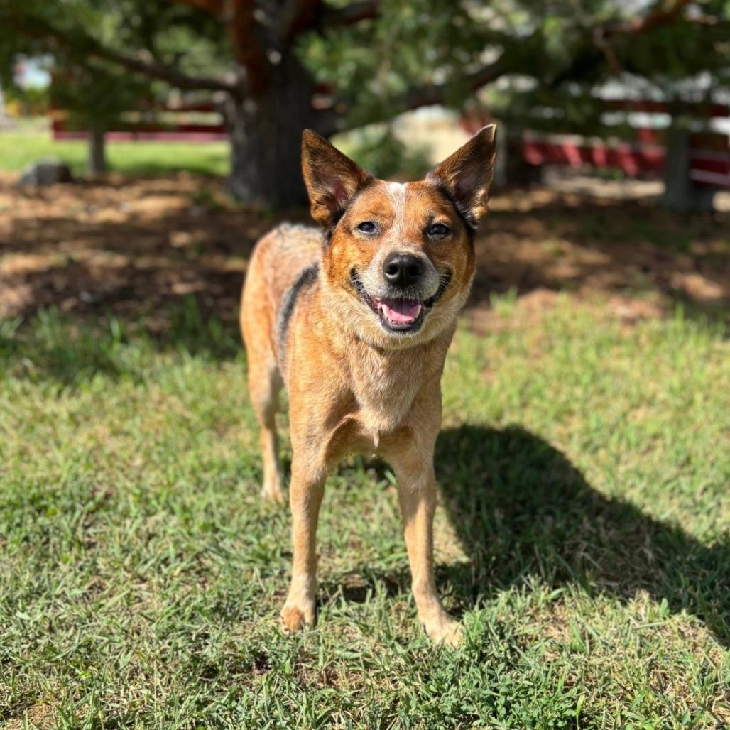 Ginnie, a Adoptable Cattle Dog in Fargo, ND image 4/6