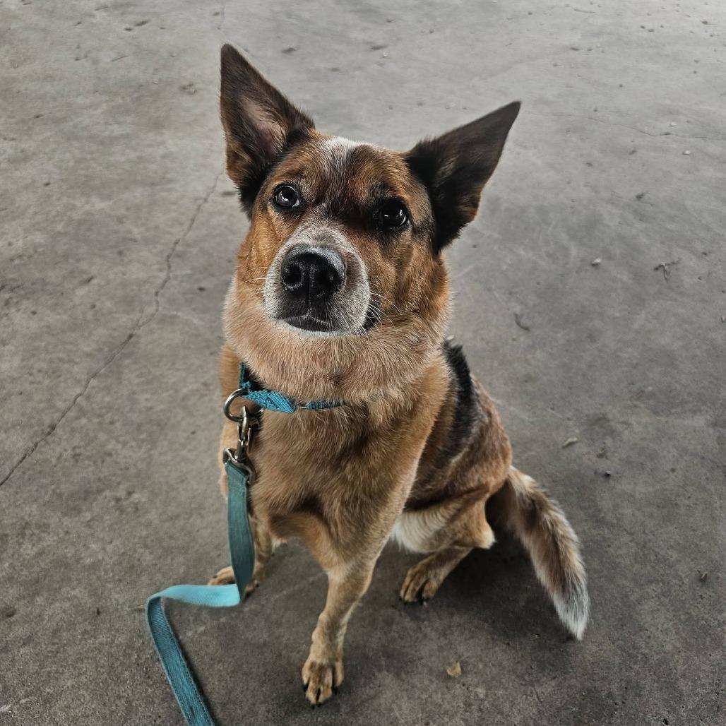 Ginnie, a Adoptable Cattle Dog in Fargo, ND image 5/6