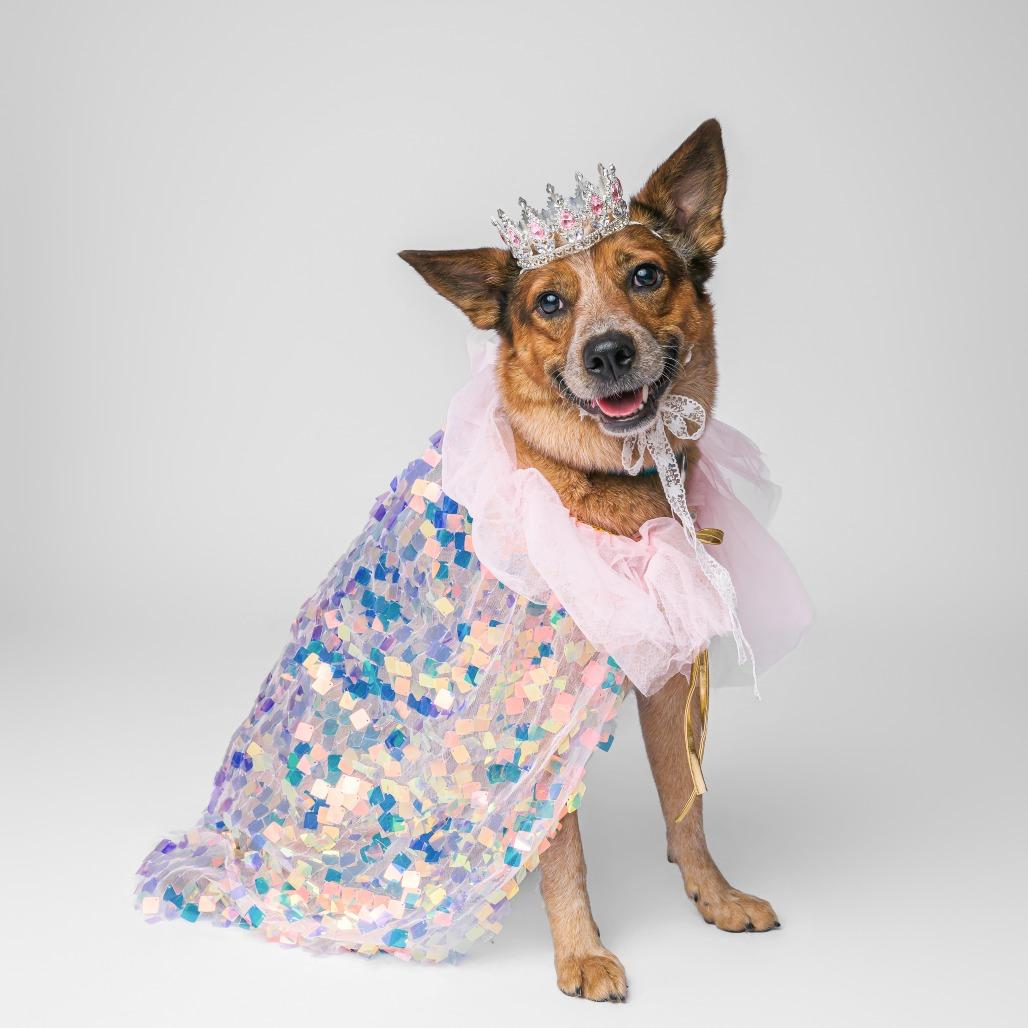 Ginnie, a Adoptable Cattle Dog in Fargo, ND image 6/6