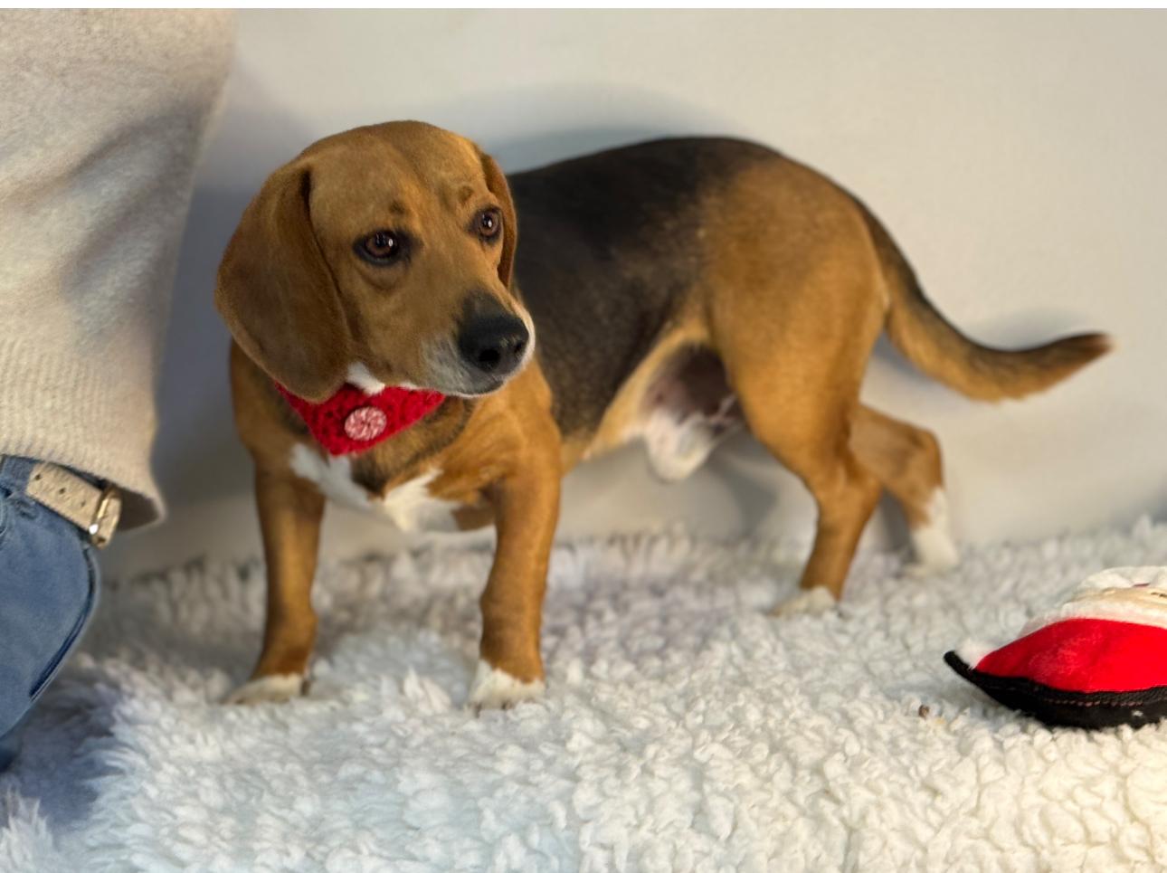 Enlarge Toast, a ADOPTABLE Beagle in Richmond, VA image 2/3