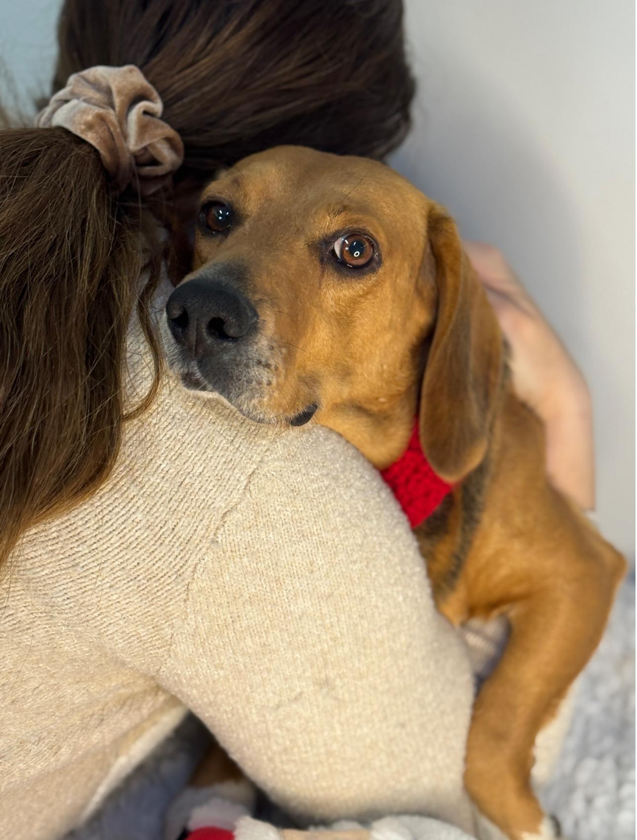 Enlarge Toast, a ADOPTABLE Beagle in Richmond, VA image 3/3