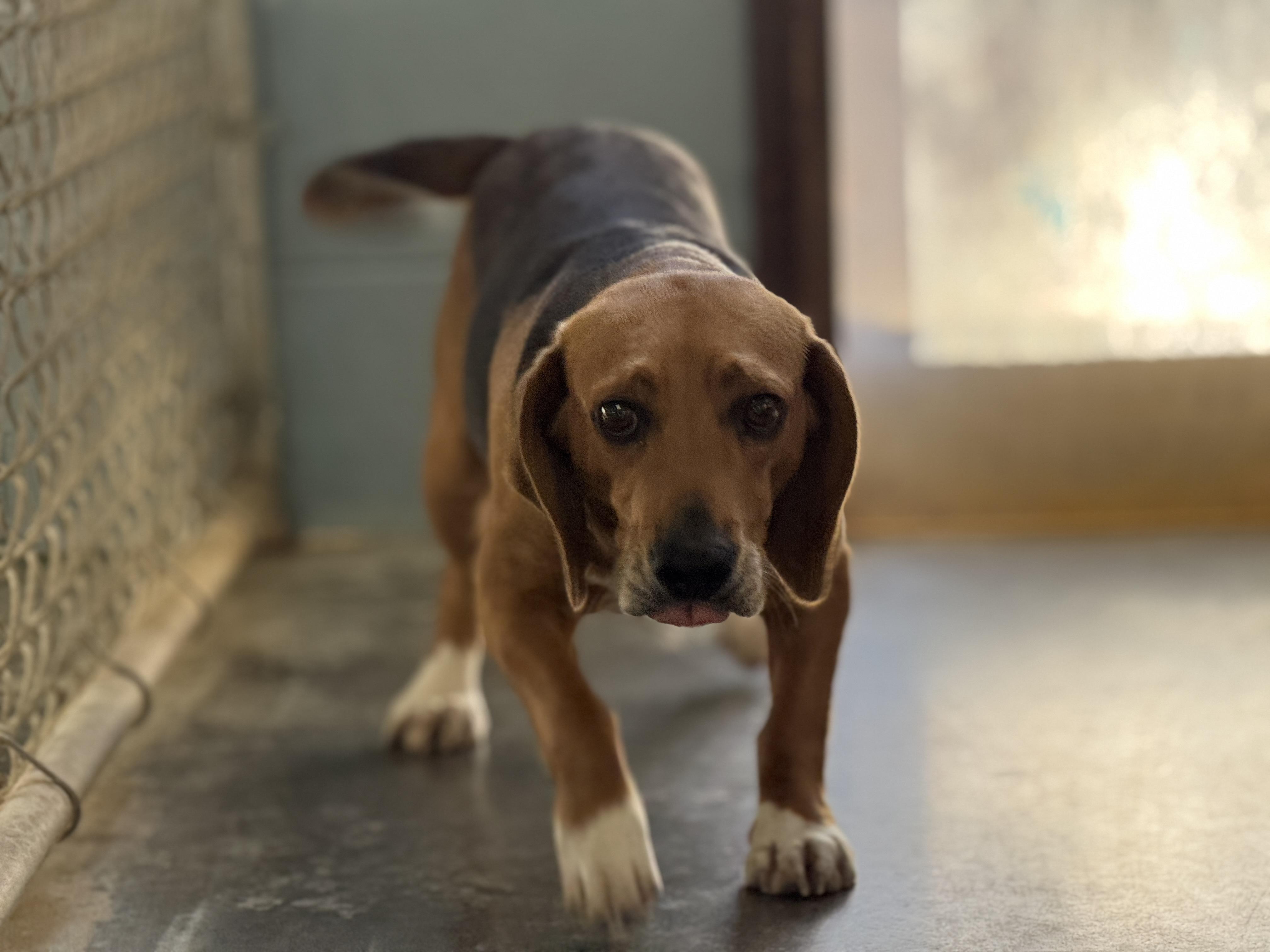 Enlarge Toast, a ADOPTABLE Beagle in Richmond, VA image 1/3