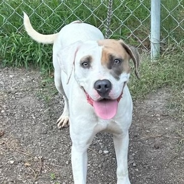 Maggie, Adult Female unknown