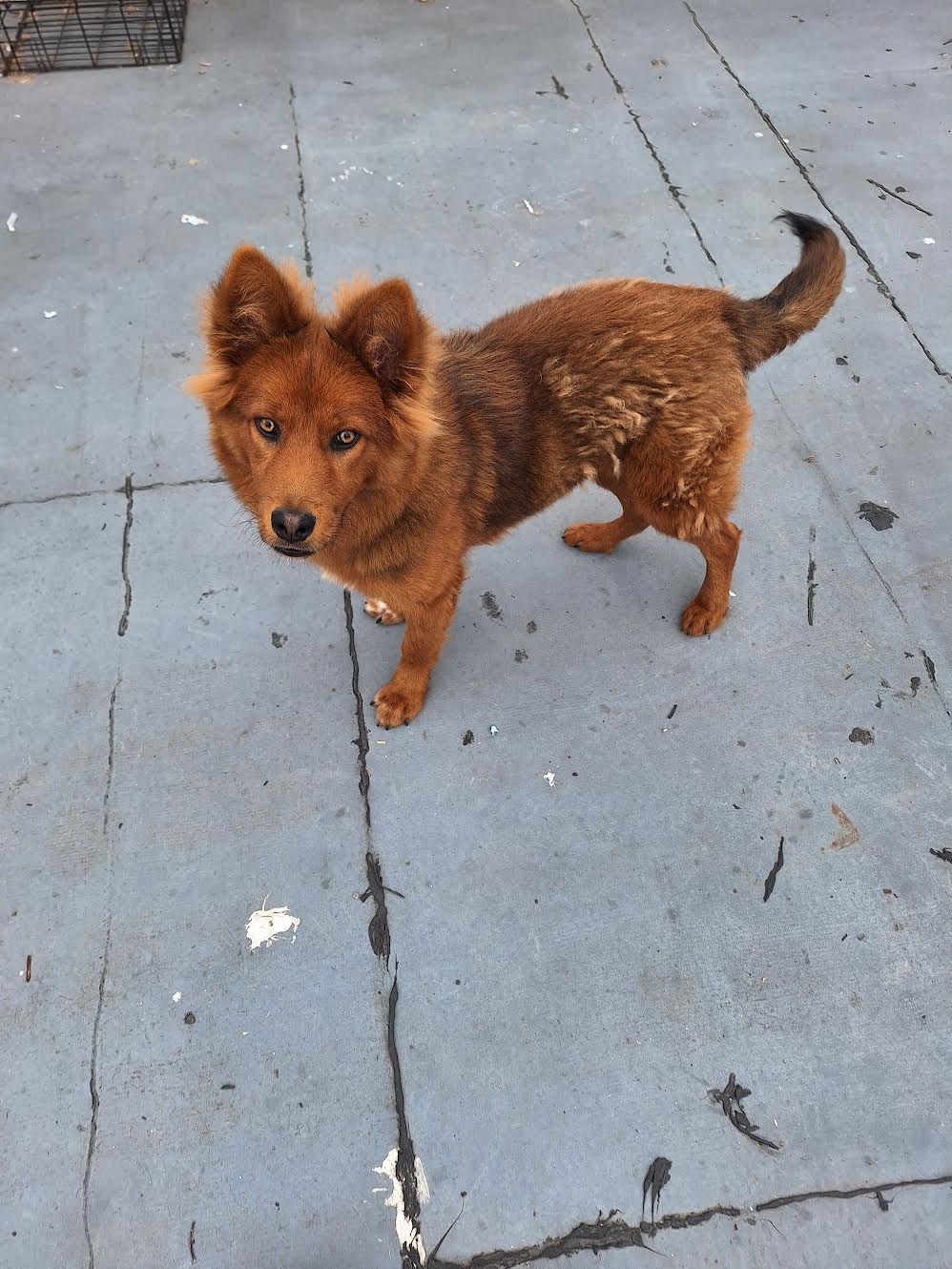 kodiak, Adopted, Young Female Chow Chow.