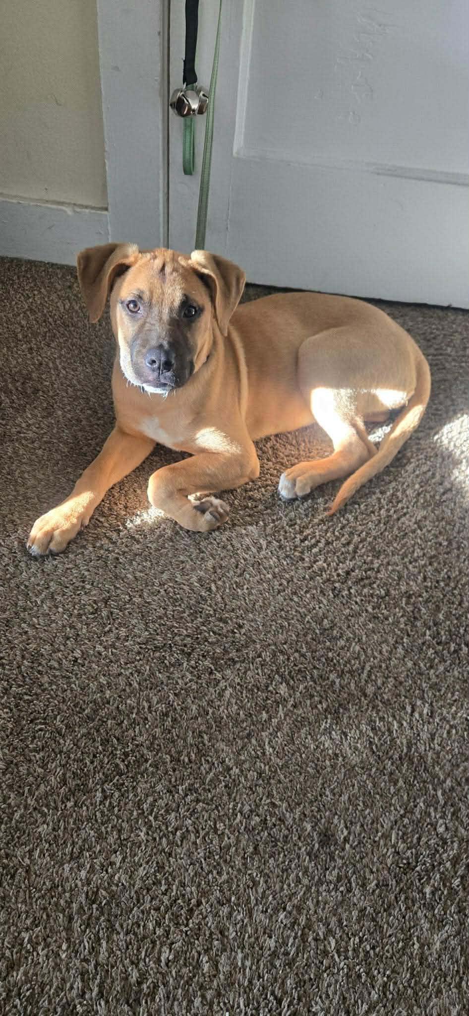 Claire*, a Adoptable mixed breed in Newport, RI image 1/6