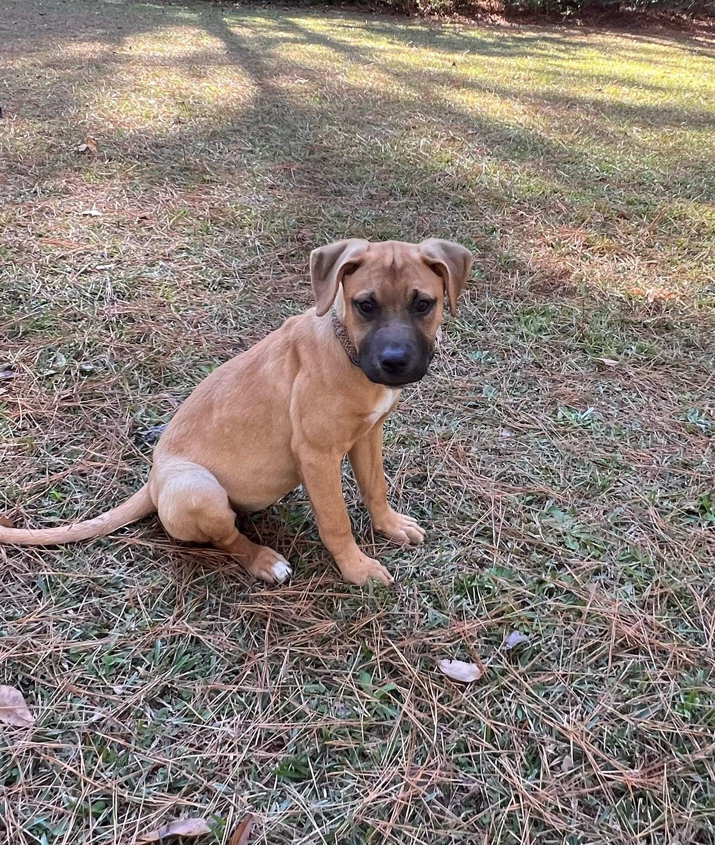 Claire*, a Adoptable mixed breed in Newport, RI image 2/6